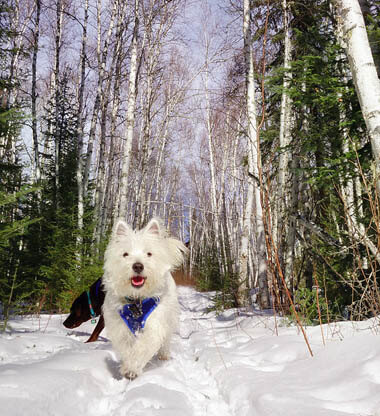 DOG HIKING, HIKING WITH YOUR DOG