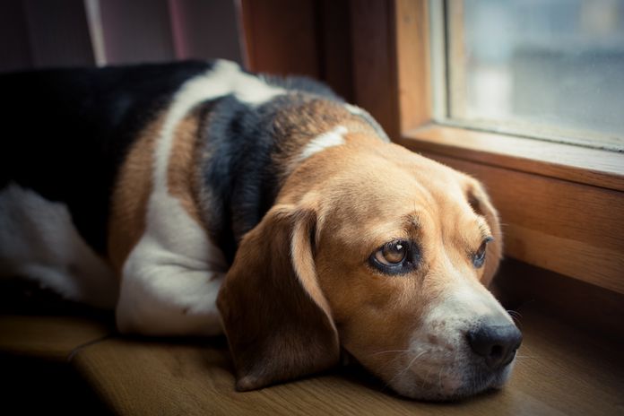 DOG SEPARATION ANXIETY CURE TIPS & TECHNIQUES