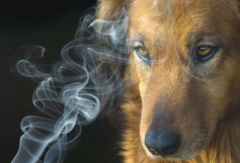 Cigarette & Nicotine Dog and Puppy Poisonous Influence