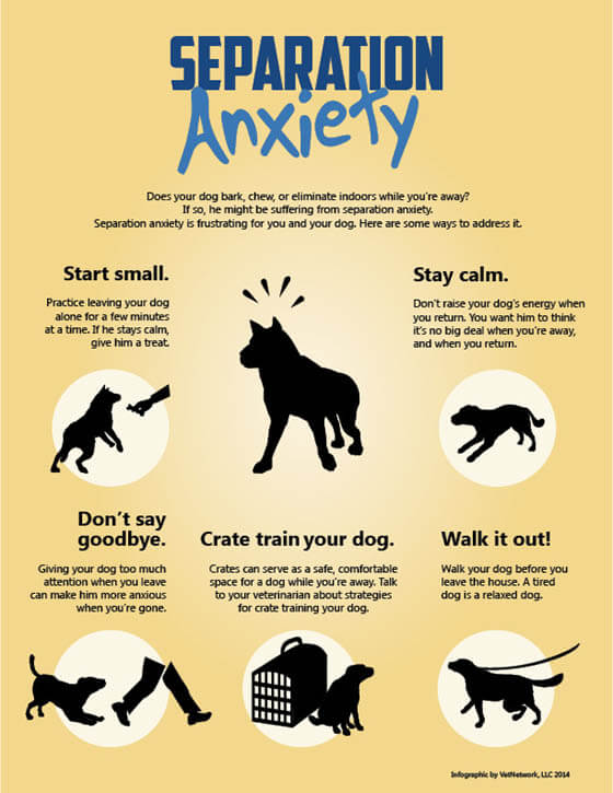 http://www.dogica.com/training-dog/boxer-poodle/infographic_anxiety-dog-puppy.jpg