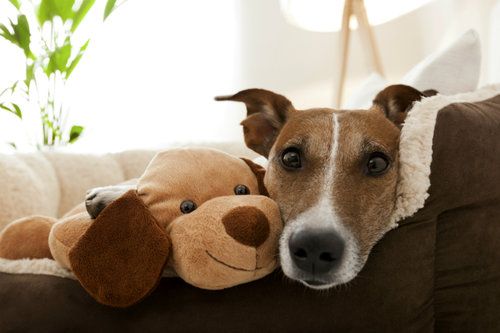 SUPPLIES TO HELP YOUR DOG FIGHT SEPARATION ANXIETY