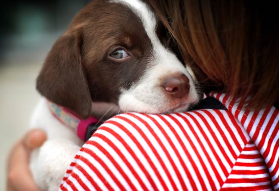 SOCIAL DOG SEPARATION ANXIETY