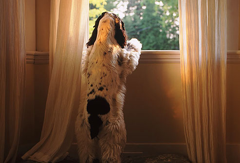 DOG SEPARATION ANXIETY - HERE COMES THE TRUTH !