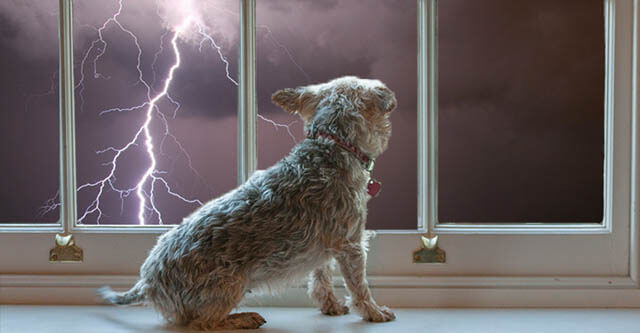 HELP YOUR DOG FIGHT THUNDERSTORM PHOBIA, FEAR & SEPARATION ANXIETY