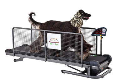 DIY DOG TREADMILL, RUN, TRAINING A DOG