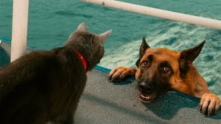 DOG vs CAT VIDEO !!!