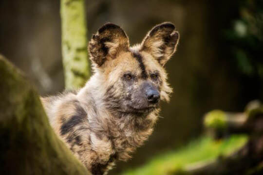 ZOOS WHERE TO SEE WILD DOGS