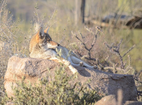 COYOTE: FACTS, INFORMATION, PHOTOS