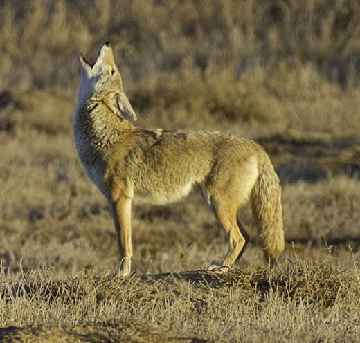 COYOTE: FACTS, INFORMATION, PHOTOS