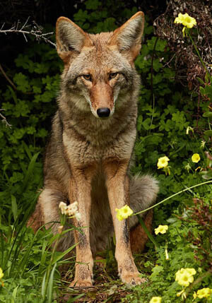 COYOTE: FACTS, INFORMATION, PHOTOS