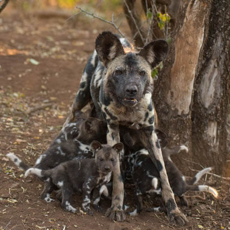 AFRICAN HUNTING DOGS