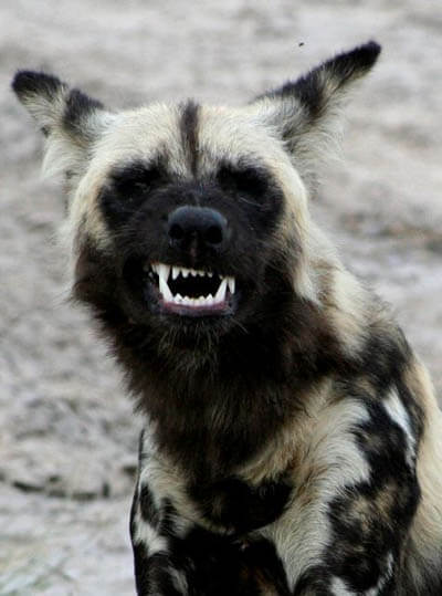 ZOOS WHERE TO SEE WILD DOGS