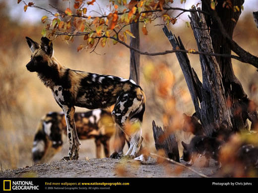 ZOOS WHERE TO SEE WILD DOGS