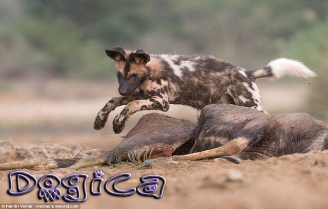 AFRICAN WILD DOG - MYTHS & FACTS