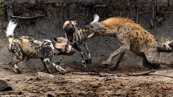 HYENA WILD DOGS FACTS, INFORMATION
