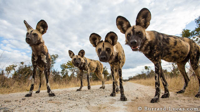 AFRICAN WILD DOG