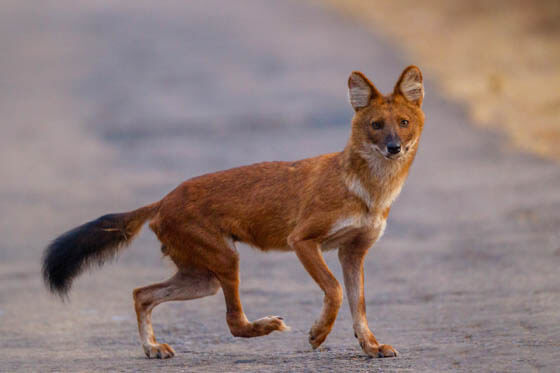 ZOOS WHERE TO SEE WILD DOGS