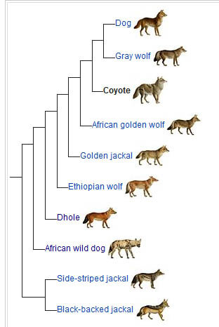 COYOTE INFORMATION by WWW.WIKIPEDIA.ORG
