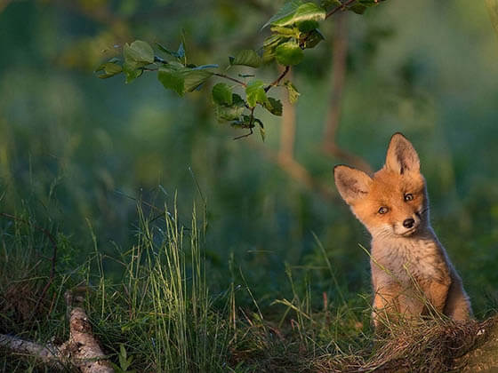 ZOOS WHERE TO SEE WILD DOGS