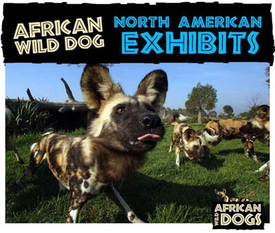Dingo vs African Wild Dog: See Who Wins