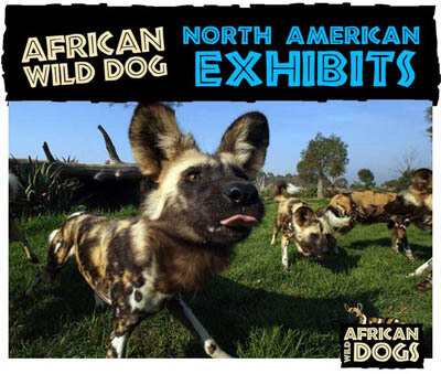 WILD DOGS INCLUDING ZOOS WORLDWIDE, BEST LOCATIONS TO SEE WILD DOGS, WHERE TO SEE WILD DOGS