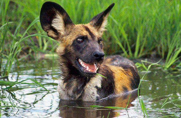 WILD DOGS & PUPPIES - PHYSICAL DESCRIPTION