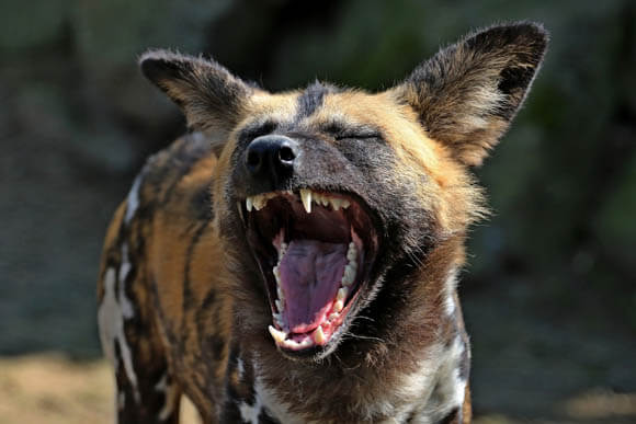 ZOOS WHERE TO SEE WILD DOGS