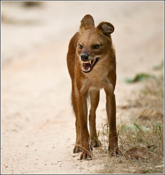 ZOOS WHERE TO SEE WILD DOGS