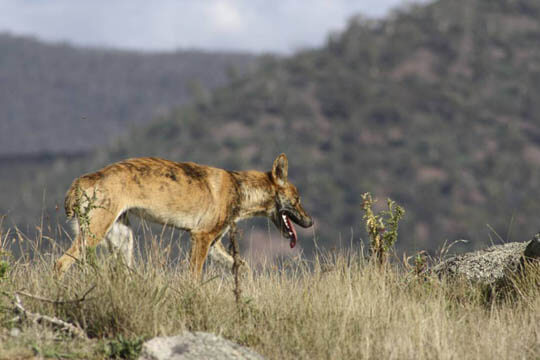 ZOOS WHERE TO SEE WILD DOGS