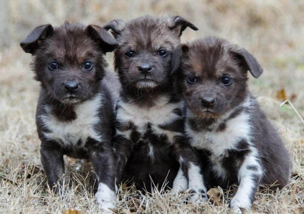 AFRICAN WILD DOGS