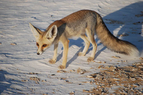 ALPHABETICAL WILD DOG SPECIES LIST - by WWW.ACTIVEWILD.COM