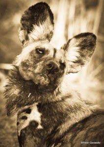 ZOOS WHERE TO SEE WILD DOGS