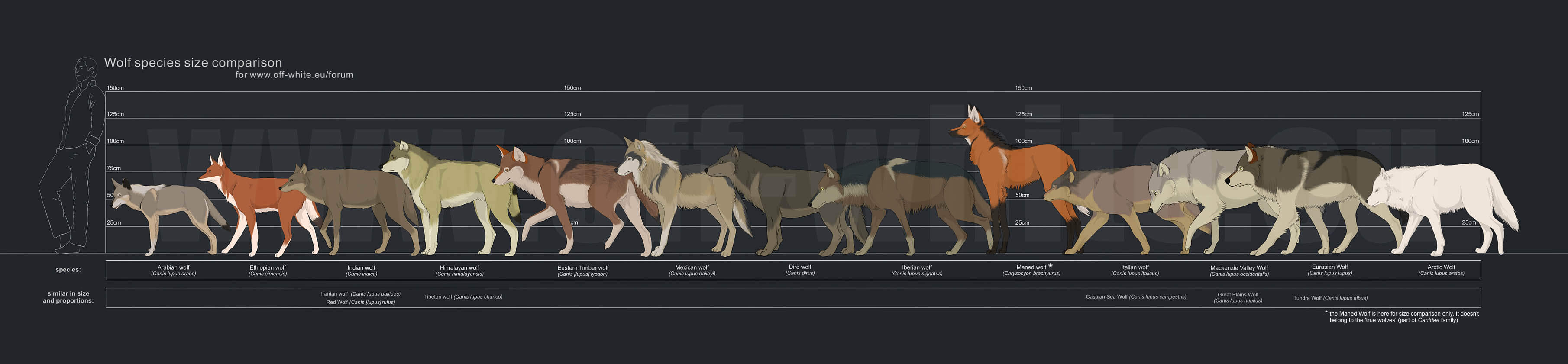 WOLF INFOGRAPHICS - PRESS TO SEE IN FULL SIZE !