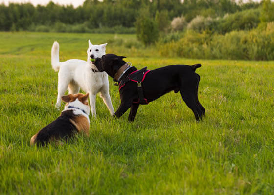 SOCIALIZING DOG AND PUPPY MISCONCEPTIONS