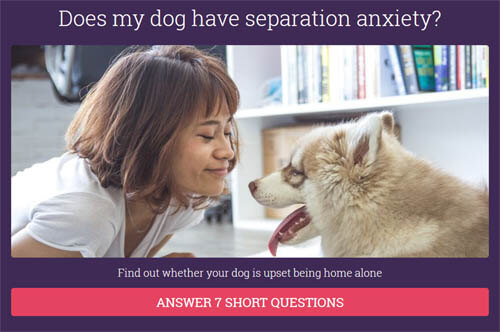 DOG SEPARATION ANXIETY FREE ONLINE TEST - CHECK NOW IF YOUR DOG HAS SEPARATION ANXIETY !