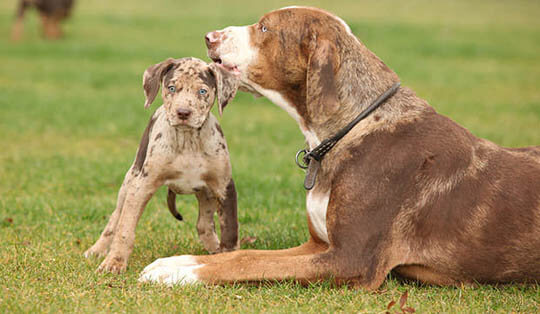 CATAHOULA LEOPARD DOG