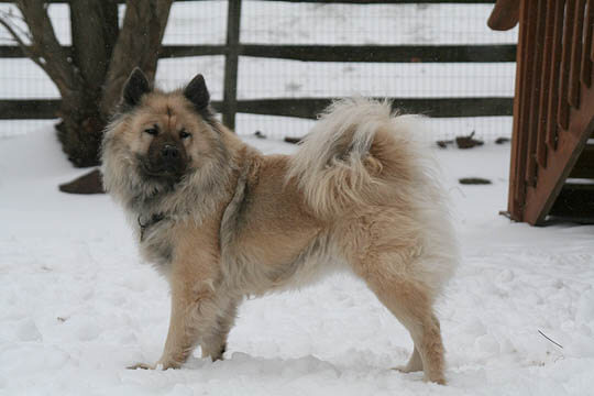 EURASIER