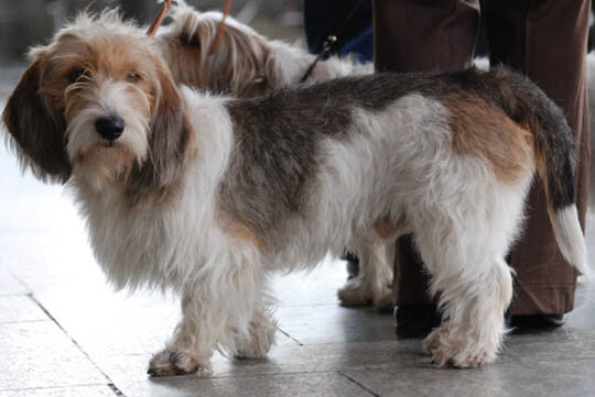 GRAND BASSET GRIFON GRIFFON