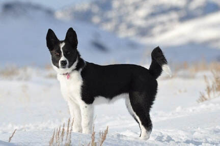 KARELIAN BEAR DOG