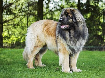 LEONBERGER