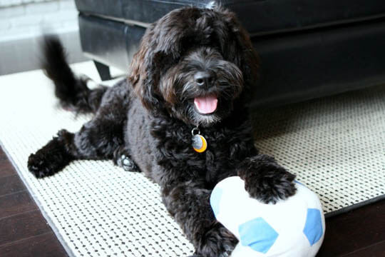 PORTUGUESE WATER DOG