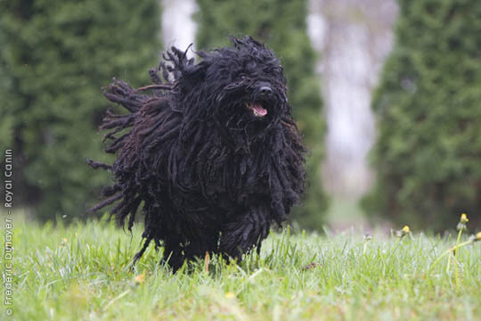 SMALL & BIG PULI