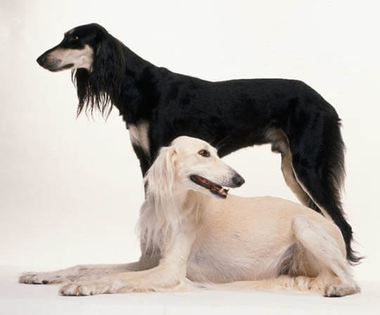 SMALL & BIG SALUKI