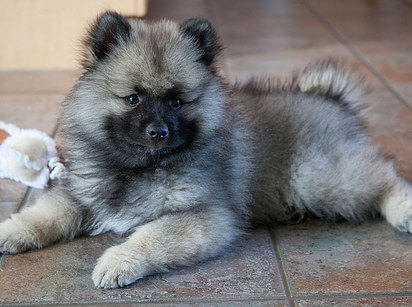 KEESHOND