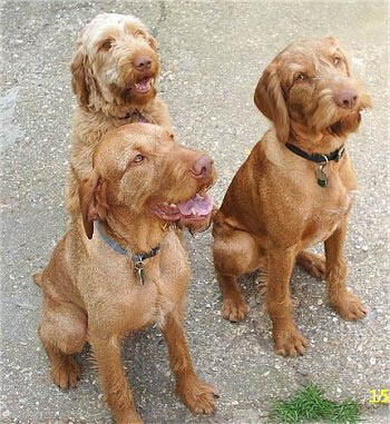 WIREHAIRED VIZSLA