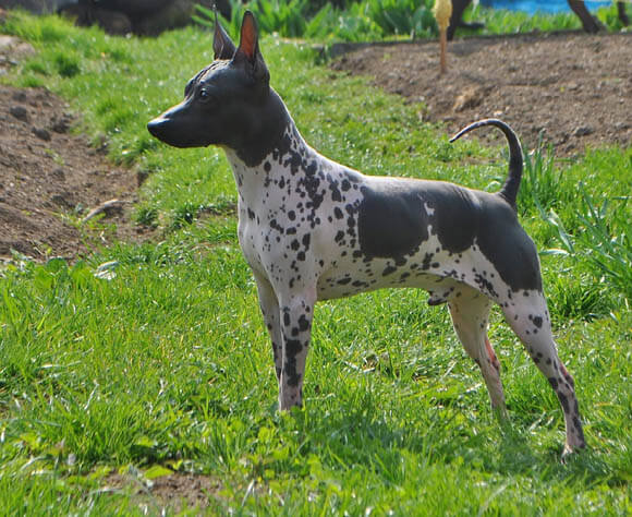 AMERICAN HAIRLESS TERRIER