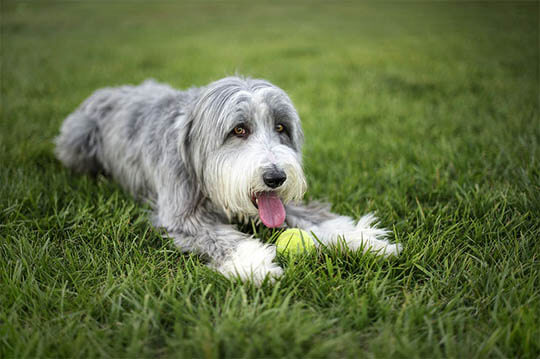 BEARDED COLLIE