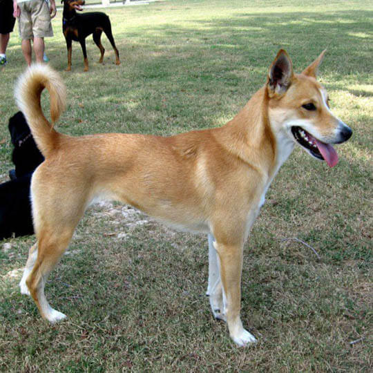 CAROLINA DOG