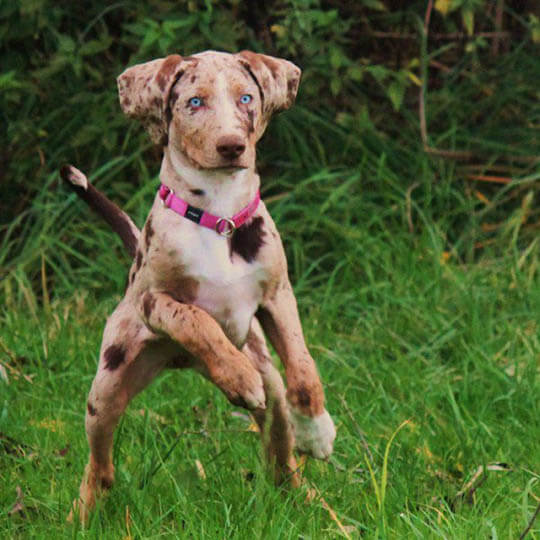 CATAHOULA LEOPARD DOG