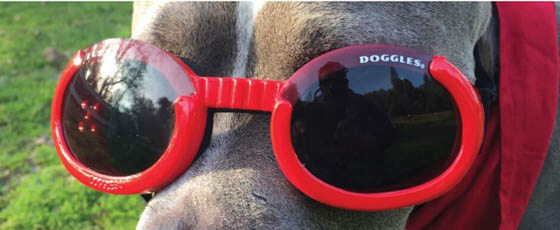 SunGlasses For Dogs